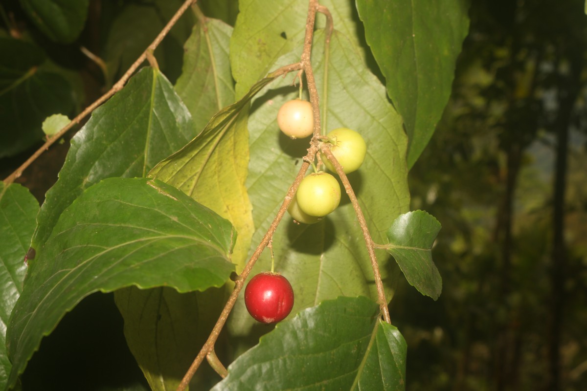 Flacourtia inermis Roxb.